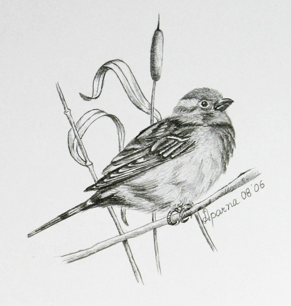 Sparrow