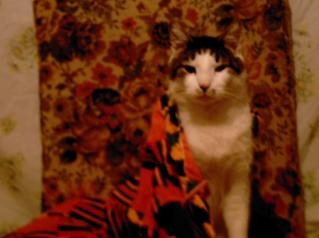 Oliver: African Dressed