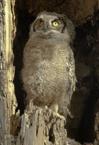 Fledging baby Horned owl