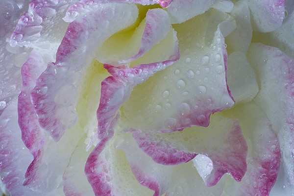 Washed In Rain