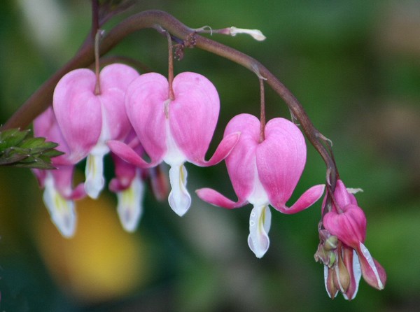 Bleeding Hearts 1