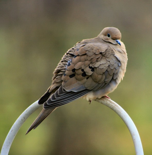 Mourning Dove 3