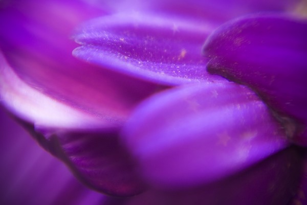 Fairy Dust on Cineraria