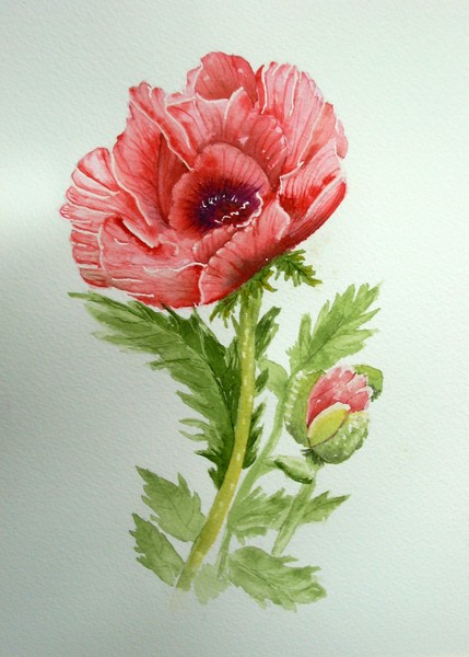 Red Poppy