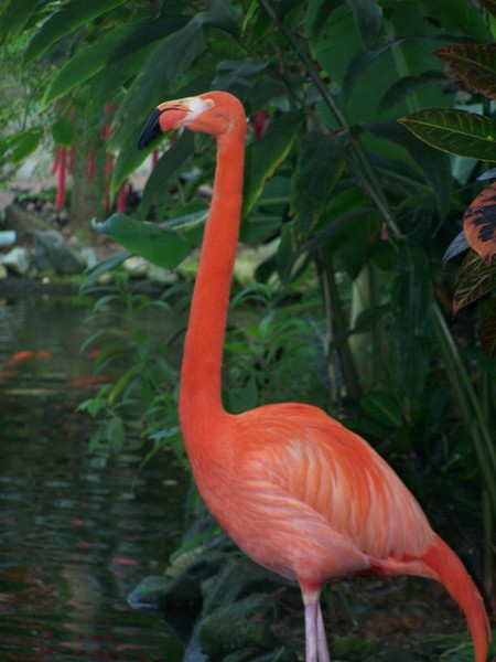 Flamingo