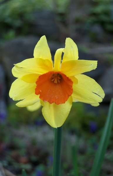 Dafodil