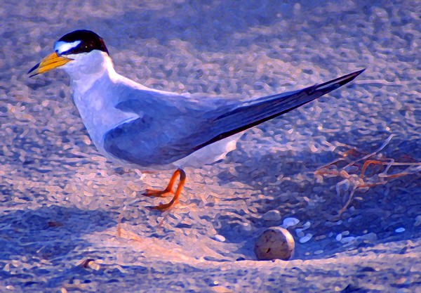 least tern with egg