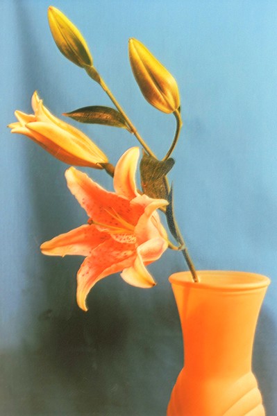 Flower and vase