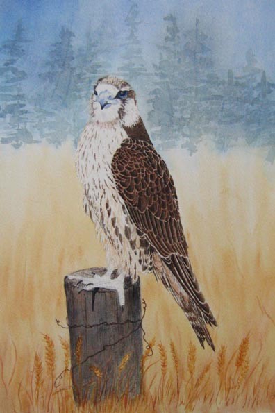 gyrfalcon cross