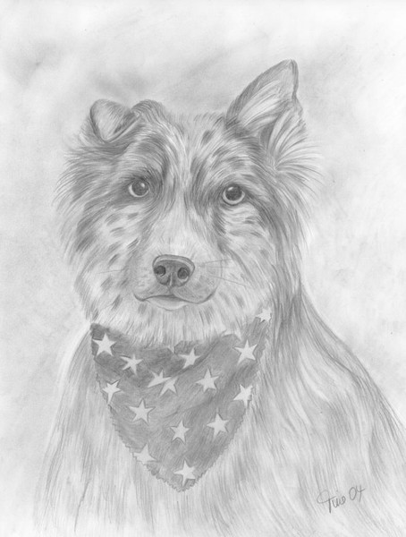 Australian Shepherd