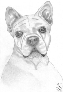 French Bulldog