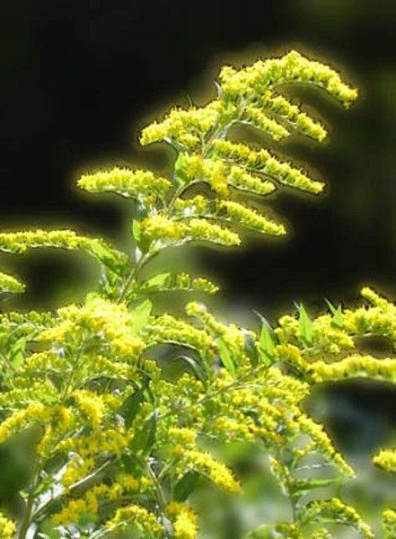 Goldenrod