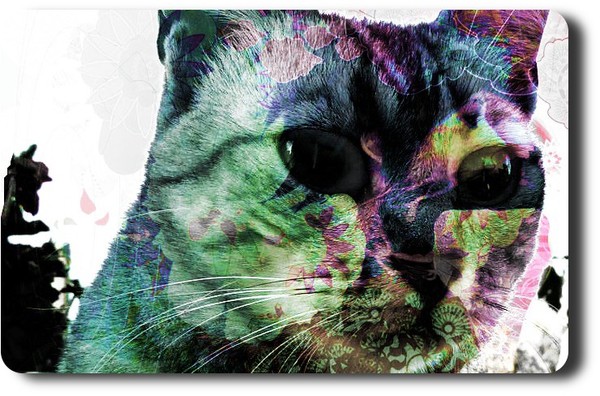 cosmicat