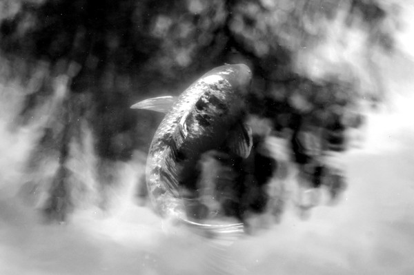 Maymont Koi