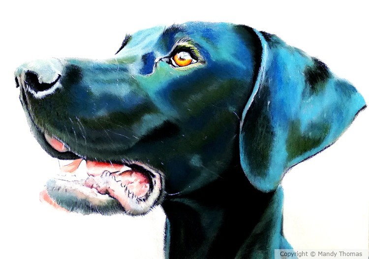 PET COMMISSION by Mandy Thomas