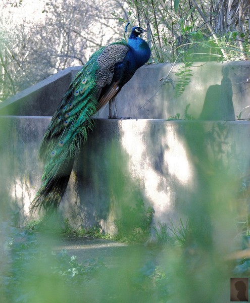 peacock in green ...