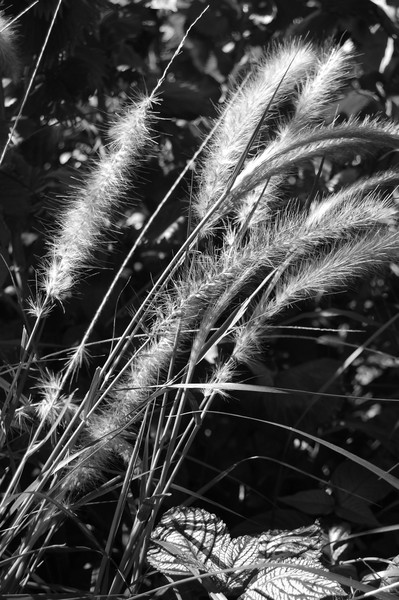 Whispers of Whitman in black and white