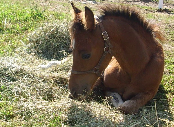 colors foal full size crop
