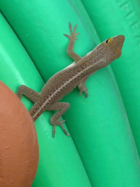 Anole And The Garden Hose Too