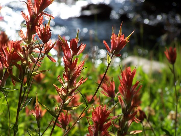 Indian Paintbrush