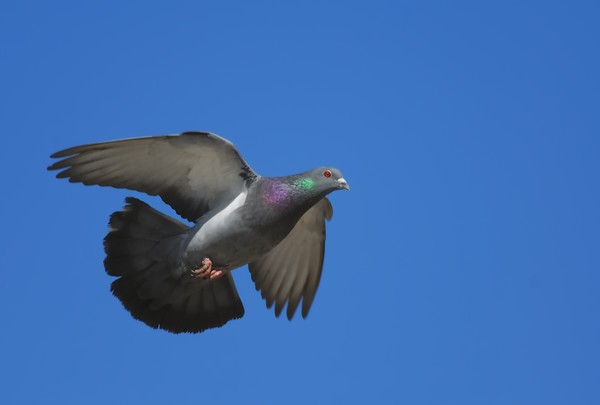 Pigeon I