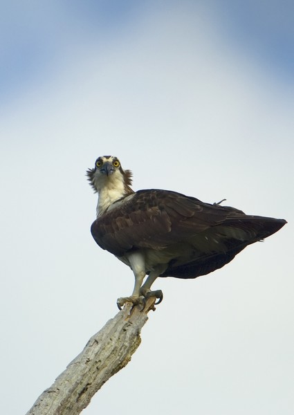 Osprey II