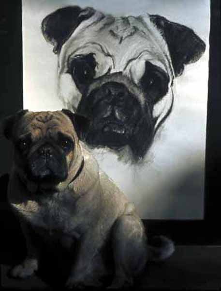 Alfie & portrait