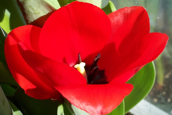 Tulip