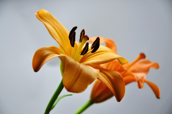 orange duo