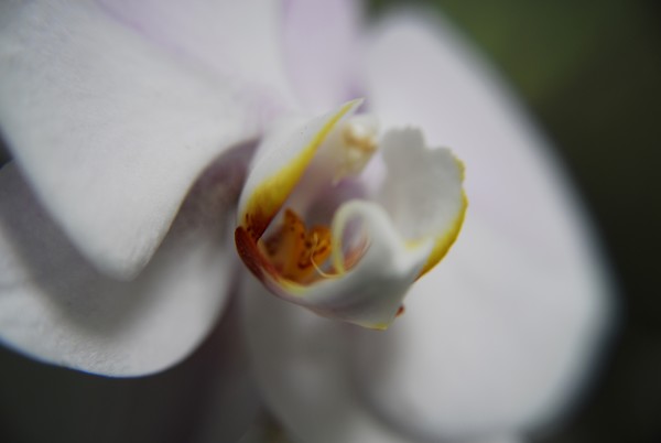 White Orchid Macro
