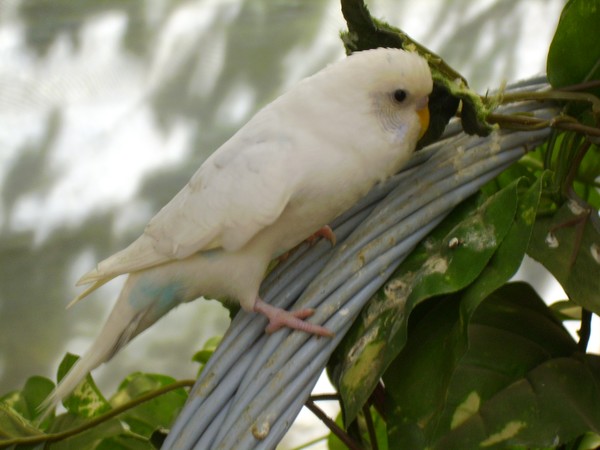 Here Birdie