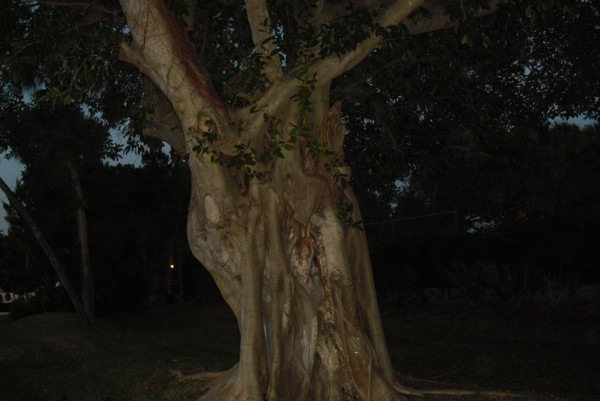 Old Tree Cocoa Beach Florida