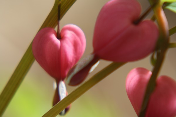 bleeding hearts