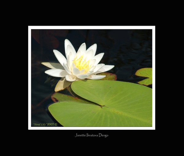 Pond Lily