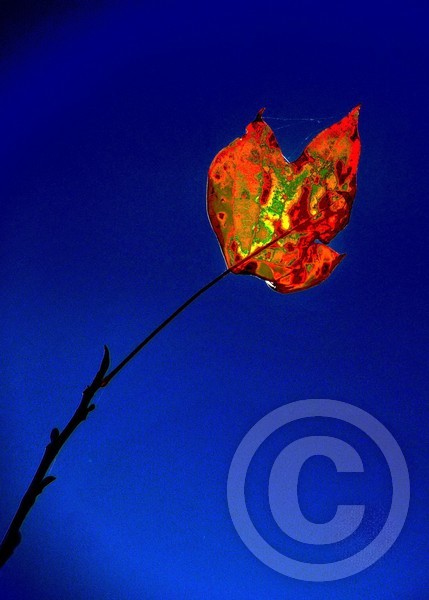 Leaf
