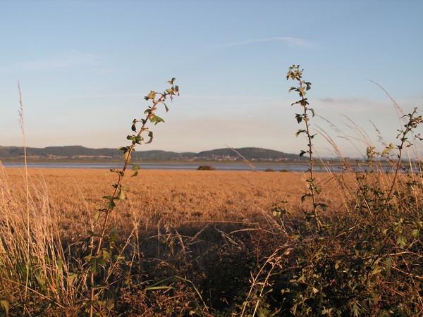 View through the long grass.