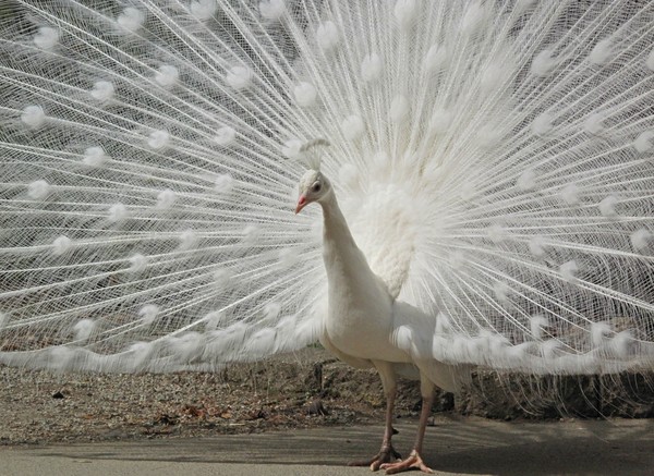 Albino Peacock 2