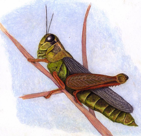 Grasshopper