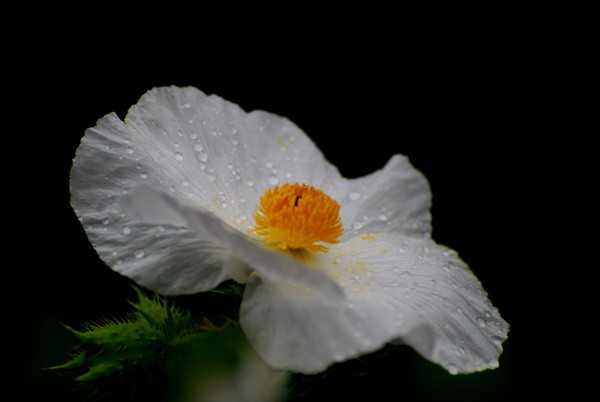 Wht flower 5