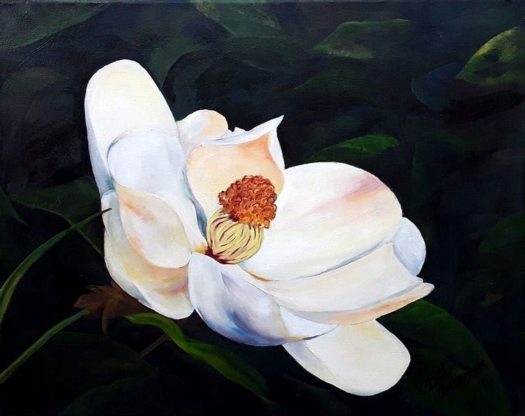 South Carolina Magnolia