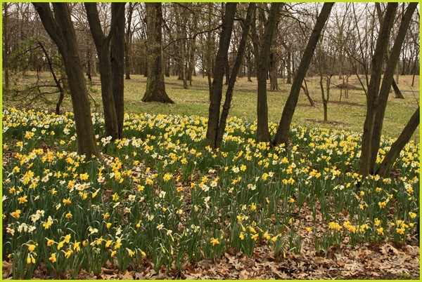DAFODIL GLADE