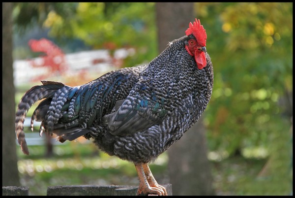 KING OF THE ROOST
