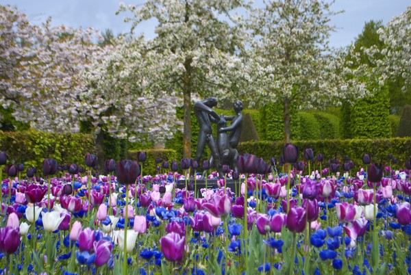 Tulips 2