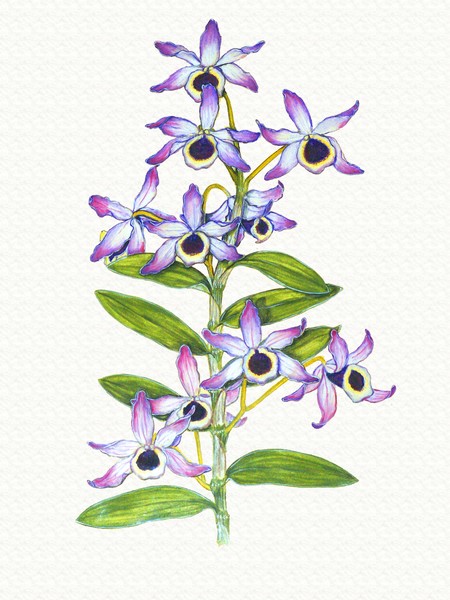 Dendrobium nobile