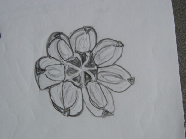 Seedpod Top view