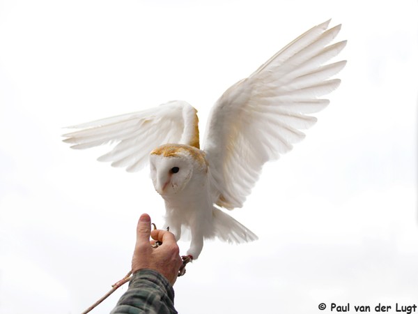 Church owl 