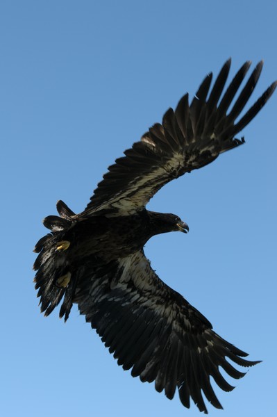 Immature Bald Eagle