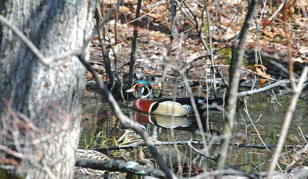 Drake Wood Duck