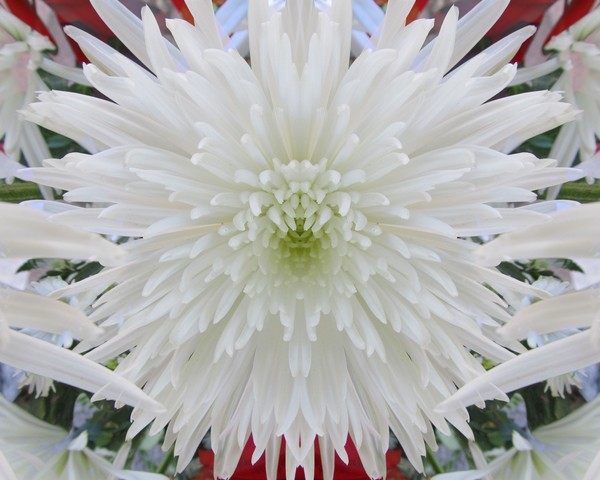 White Spider Mum