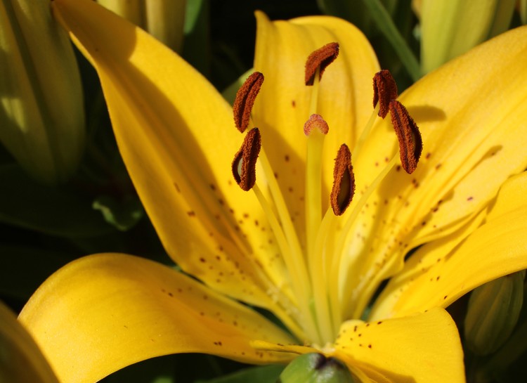 Lily